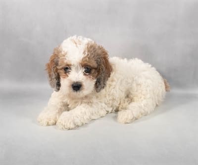 [#M06192]  - Red Roan M Cockapoo F1B Puppies For Sale