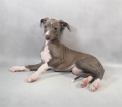 [#M06798]  - Blue F Italian Greyhound Puppies For Sale