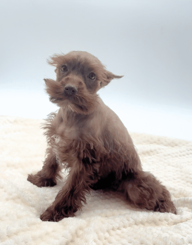 [#251352-01]  - Chocolate F Miniature Schnauzer Puppies For Sale