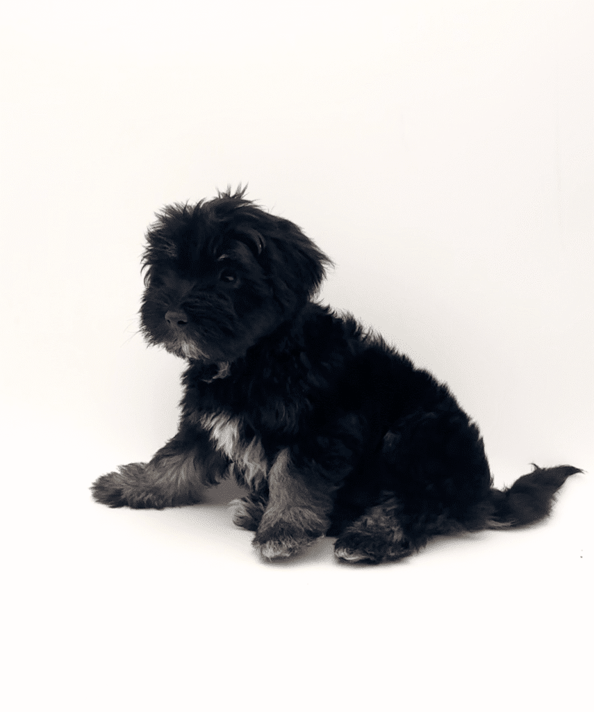 [#M06734]  - Black and Tan M Havanese Puppies For Sale