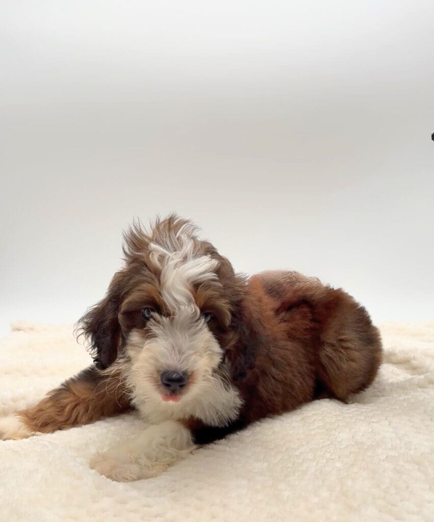 [#25176-11]  - Sable / White F Bernedoodle Puppies For Sale