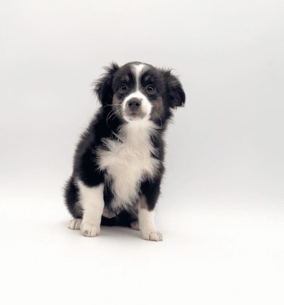 [#M06281]  - Black White and Brown M Miniature Australian Shepherd Puppies For Sale