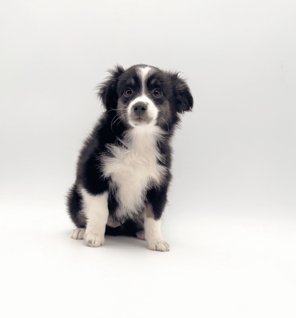 [#M06281]  - Black White and Brown M Miniature Australian Shepherd Puppies For Sale