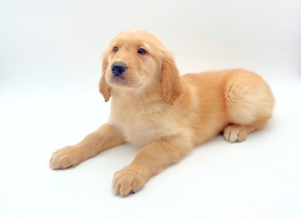 [#251487-04]  - Light Golden M Golden Retriever Puppies For Sale