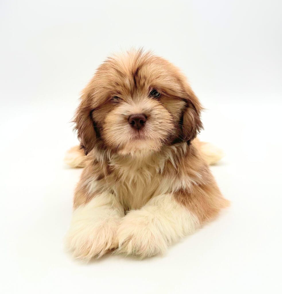 [#M06556]  - Liver F Lhasa Apso Puppies For Sale
