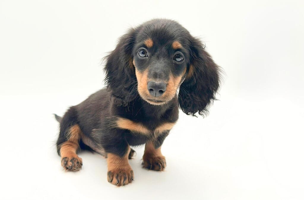 [#M08913]  - Black and Tan M Dachshund Puppies For Sale