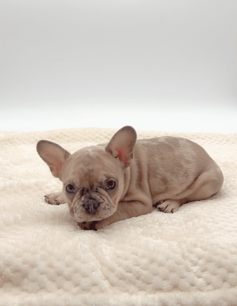 [#251205-02]  - Blue Merle M French Bulldog Puppies For Sale