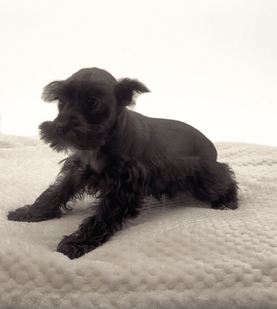 [#251352-02]  - Black F Miniature Schnauzer Puppies For Sale