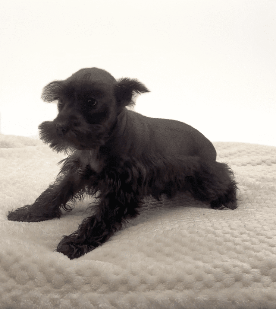 [#251352-02]  - Black F Miniature Schnauzer Puppies For Sale