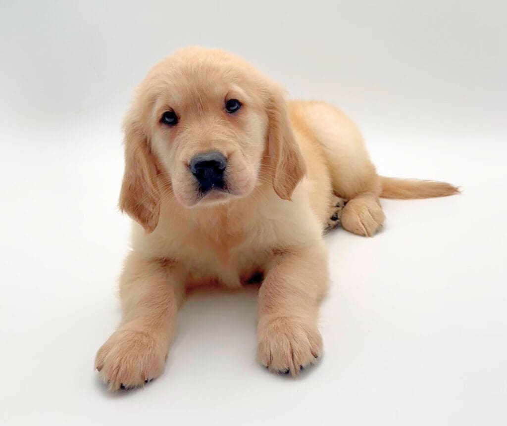 [#251487-03]  - Light Golden M Golden Retriever Puppies For Sale