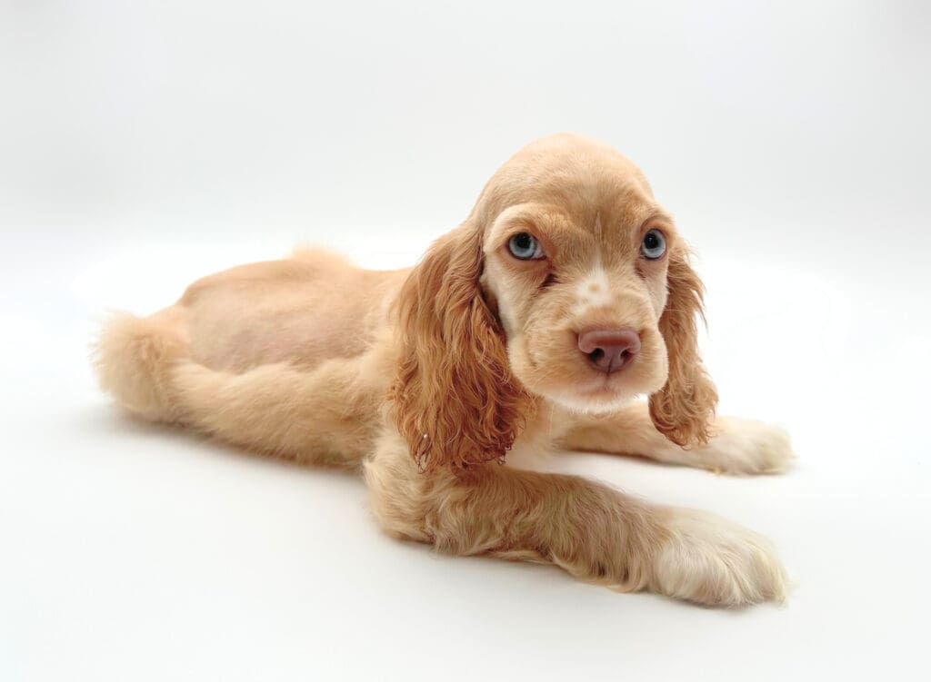 [#M06438]  - Buff M Cocker Spaniel Puppies For Sale