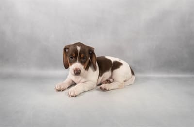 [#M05975]  - Chocolate and Tan M Dachshund Puppies For Sale