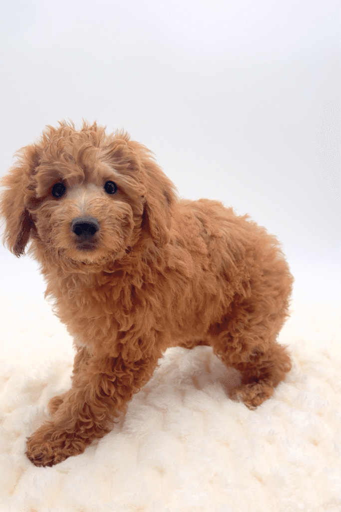 [#251888-06]  - Red / White F Goldendoodle Mini 2nd Gen Puppies For Sale