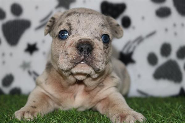 [#251380-02]  - Lilac F French Bulldog Puppies For Sale