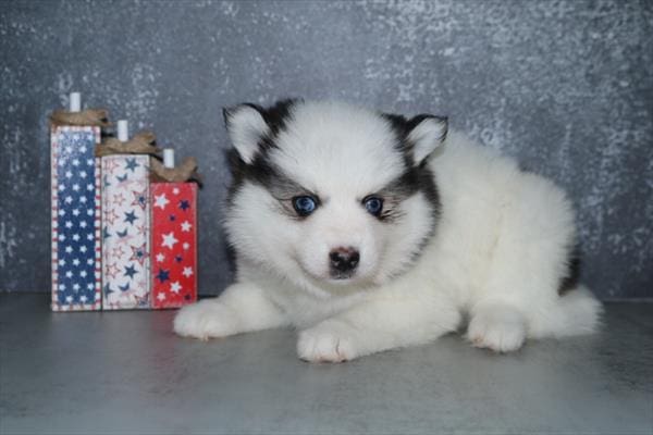 [#251578-04]  - Black / White F Pomsky Puppies For Sale