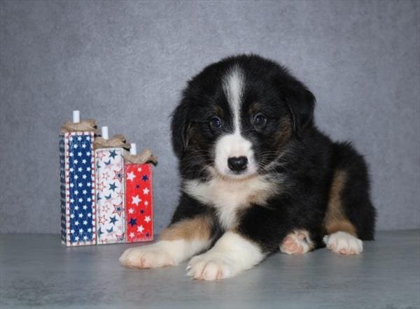 [#251866-03]  - Black M Australian Shepherd Puppies For Sale