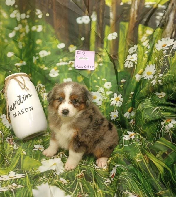 [#25560-03]  - Blue Merle F Miniature Australian Shepherd Puppies For Sale