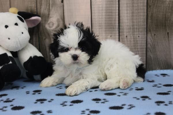 [#251644-05]  - Black / White M ShihPoo Puppies For Sale
