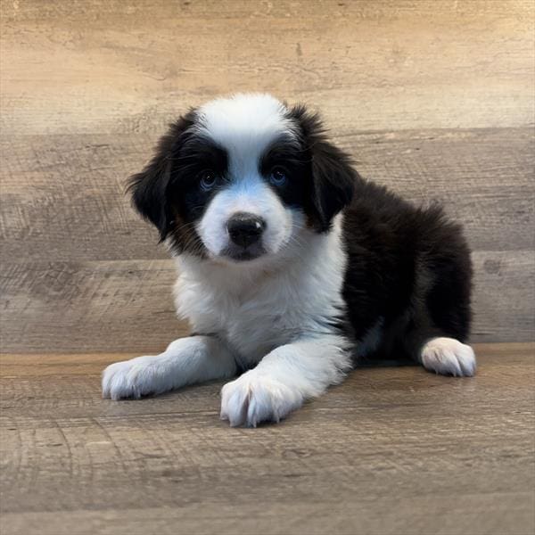[#251753-03]  - Black White / Tan M Australian Shepherd Puppies For Sale