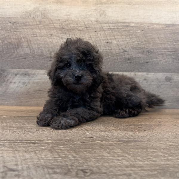 [#251758-04]  - Blue Merle F Bernedoodle Mini 2nd Gen Puppies For Sale