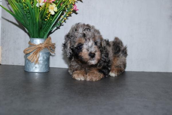 [#251979-02]  - Black Merle M Poodle Mini Puppies For Sale