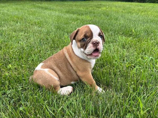 [#251819-02]  - Brown / White M Olde English Bulldog Puppies For Sale
