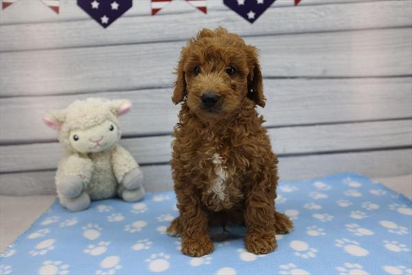 [#251888-01]  - Red / White M Goldendoodle Mini 2nd Gen Puppies For Sale