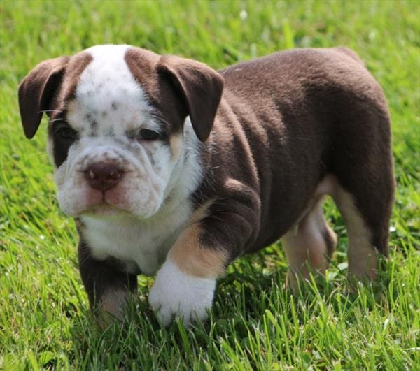 [#252267-02]  - Chocolate / Tan M Bullmatian 2nd Gen Puppies For Sale