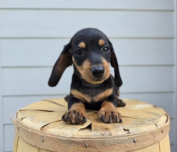 [#25677-01]  - Black / Tan M Dachshund Puppies For Sale