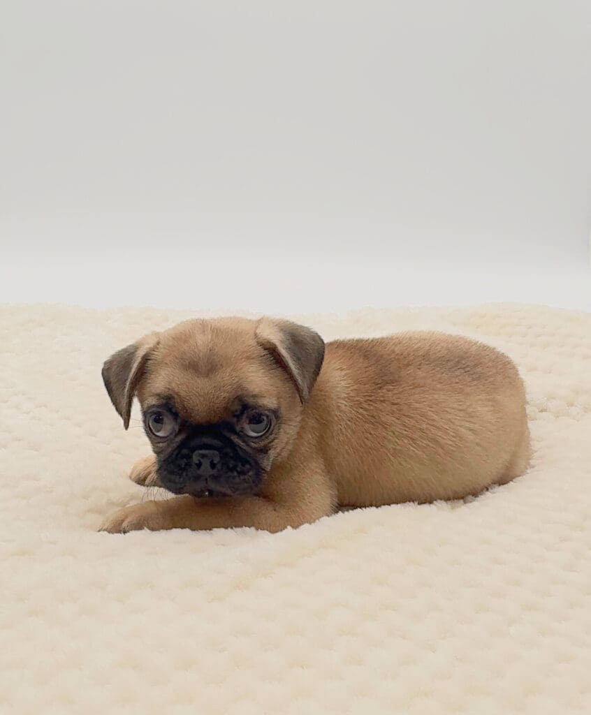 [#251383-02]  - Fawn M Pug Puppies For Sale