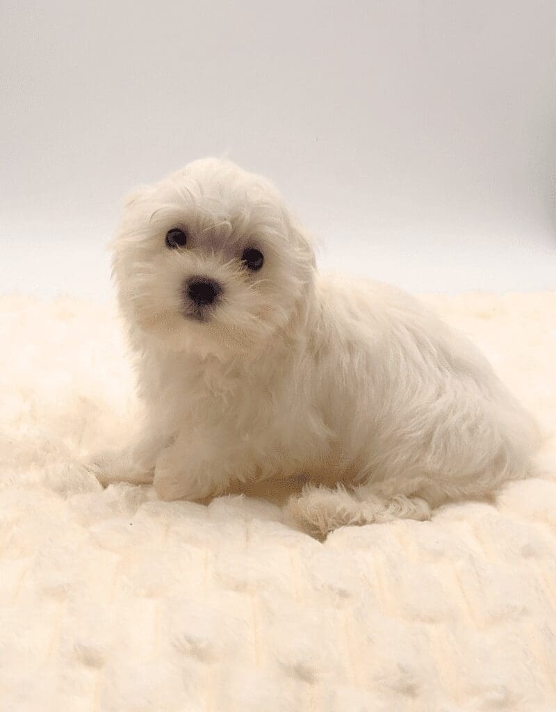 [#252132-02]  - White M Maltese Puppies For Sale