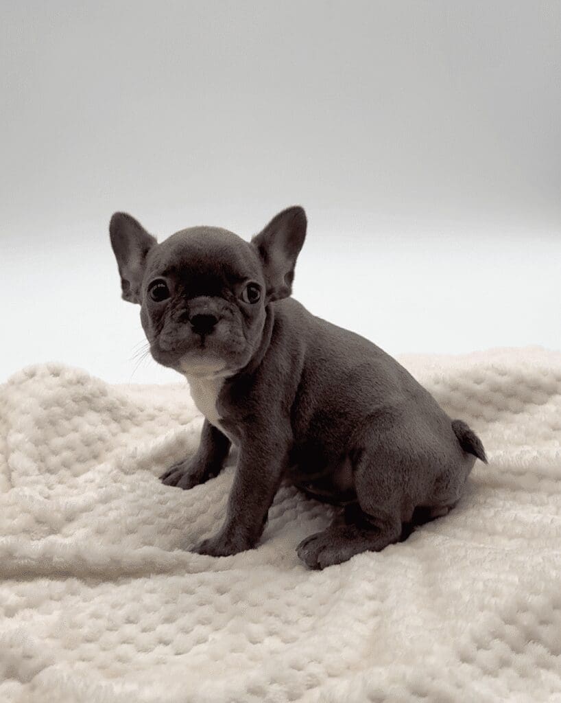[#M07678]  - Blue F French Bulldog Puppies For Sale