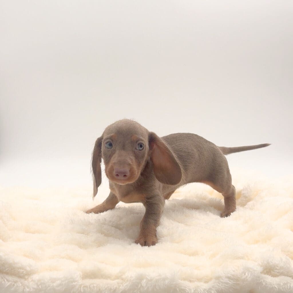 [#252149-05]  - Gray F Dachshund Puppies For Sale