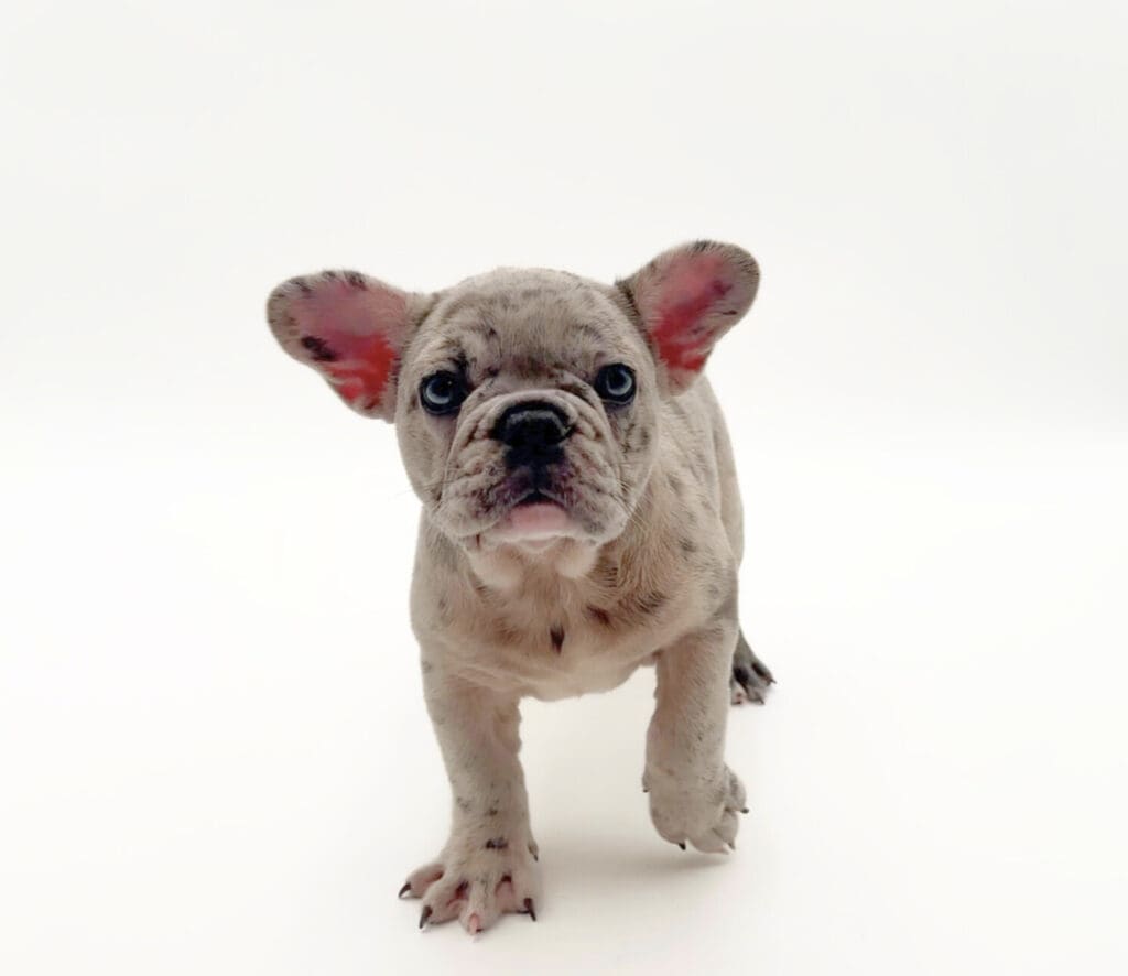 [#251380-02]  - Lilac F French Bulldog Puppies For Sale