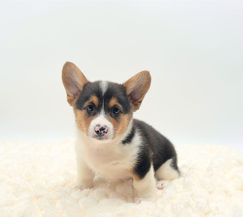 [#M08163]  - Black and White M Pembroke Welsh Corgi Puppies For Sale