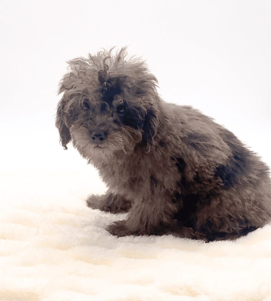[#251758-04]  - Blue Merle F Bernedoodle Mini 2nd Gen Puppies For Sale
