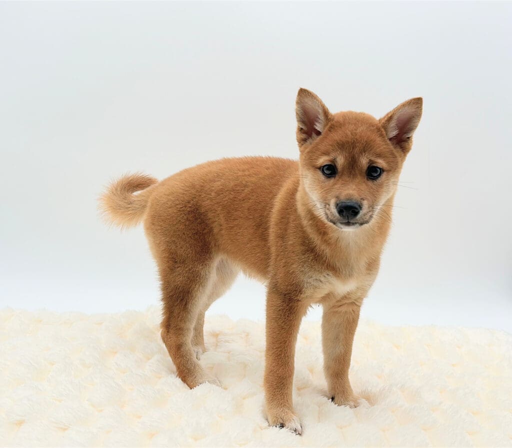 [#M08845]  - Red F Shiba Inu Puppies For Sale