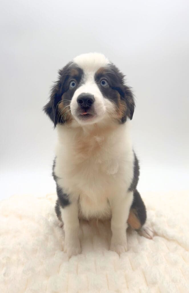 [#251753-03]  - Black White / Tan M Australian Shepherd Puppies For Sale