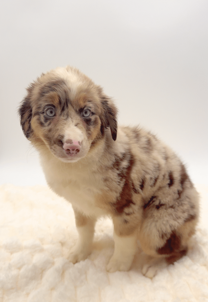 [#251668-06]  - Red Merle / White F Australian Shepherd Puppies For Sale