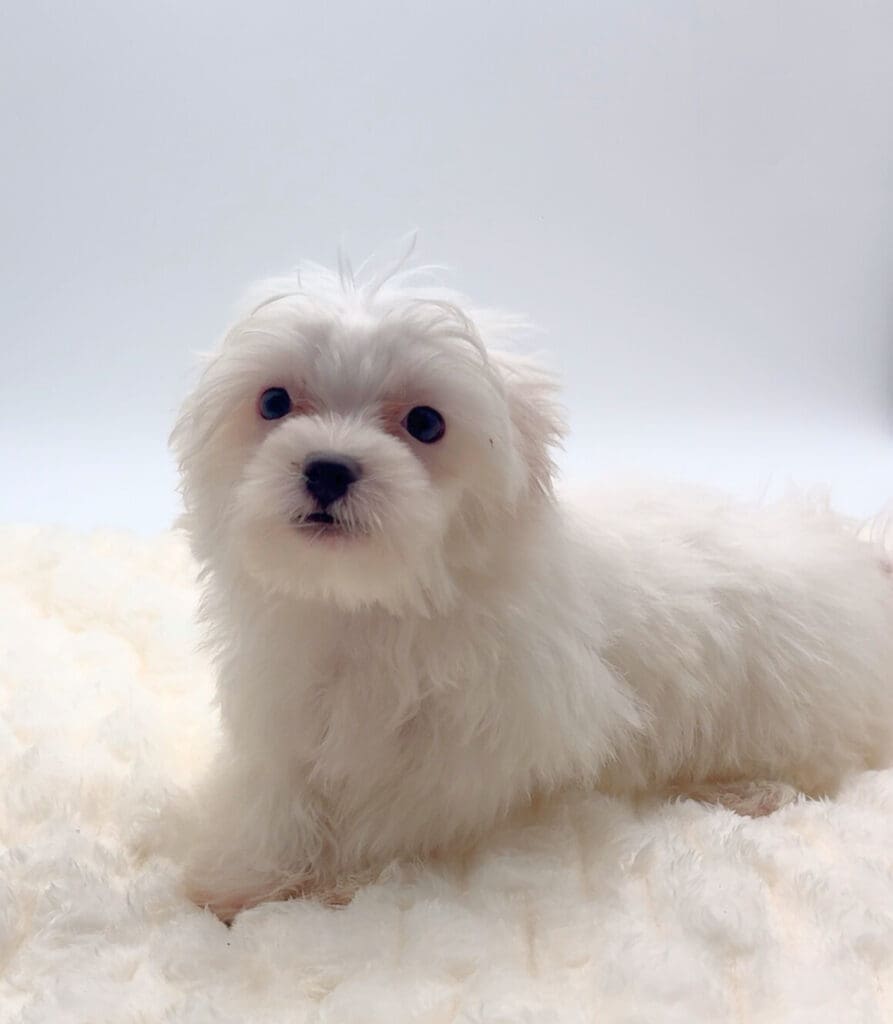 [#251622-01]  - White M Maltese Puppies For Sale