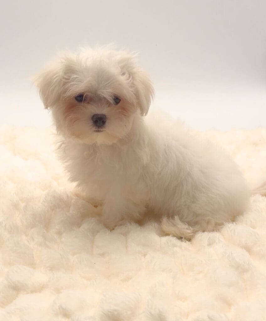 [#252131-05]  - White F Maltese Puppies For Sale