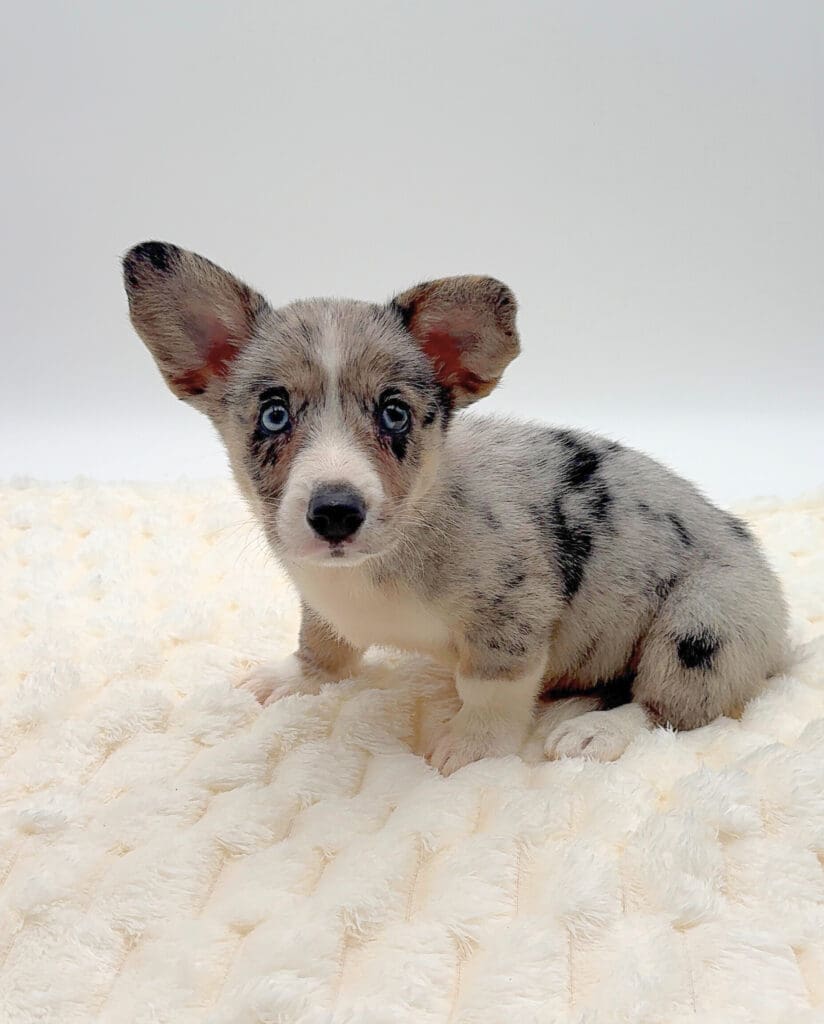 [#251854-02]  - Blue Merle M Cardigan Welsh Corgi Puppies For Sale
