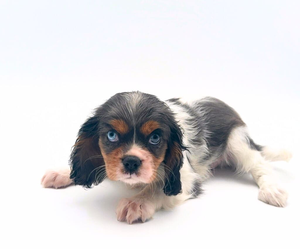[#251314-02]  - Blue Merle F Cavalier King Charles Spaniel Puppies For Sale