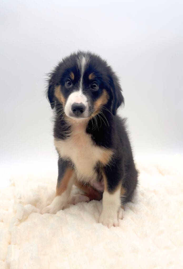 [#251866-03]  - Black M Australian Shepherd Puppies For Sale