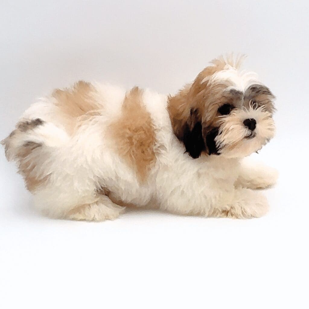 [#251689-03]  - Chocolate / White M Teddy Bear Puppies For Sale
