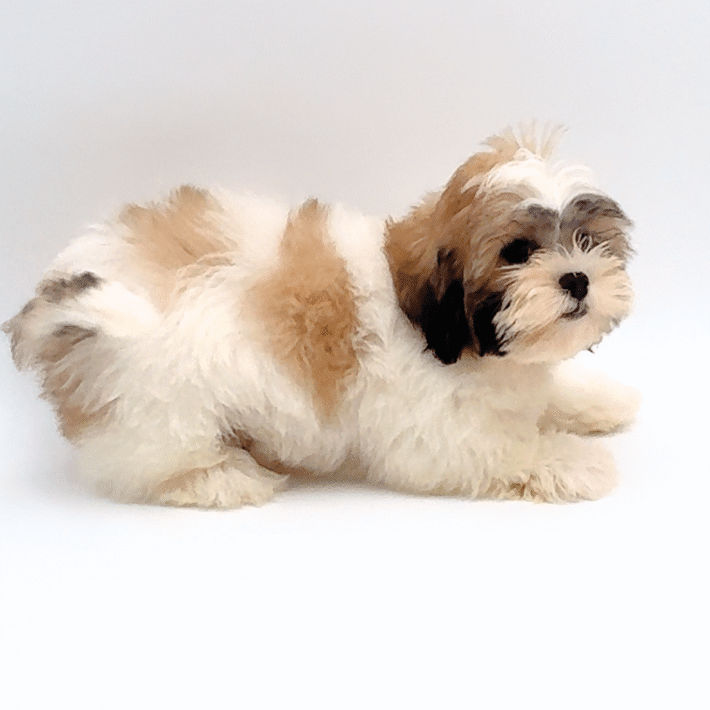 [#251689-03]  - Chocolate / White M Teddy Bear Puppies For Sale