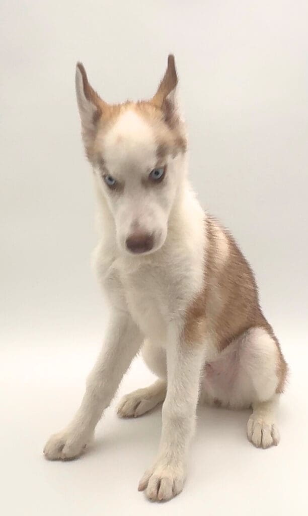 [#252054-03]  - Red / White M Siberian Husky Puppies For Sale