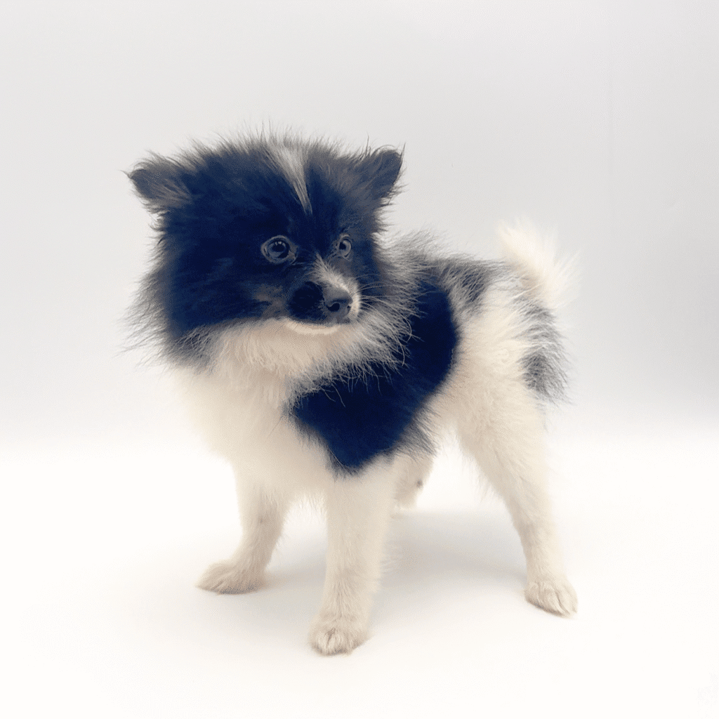 [#251983-01]  - Black / White M Pomeranian Puppies For Sale
