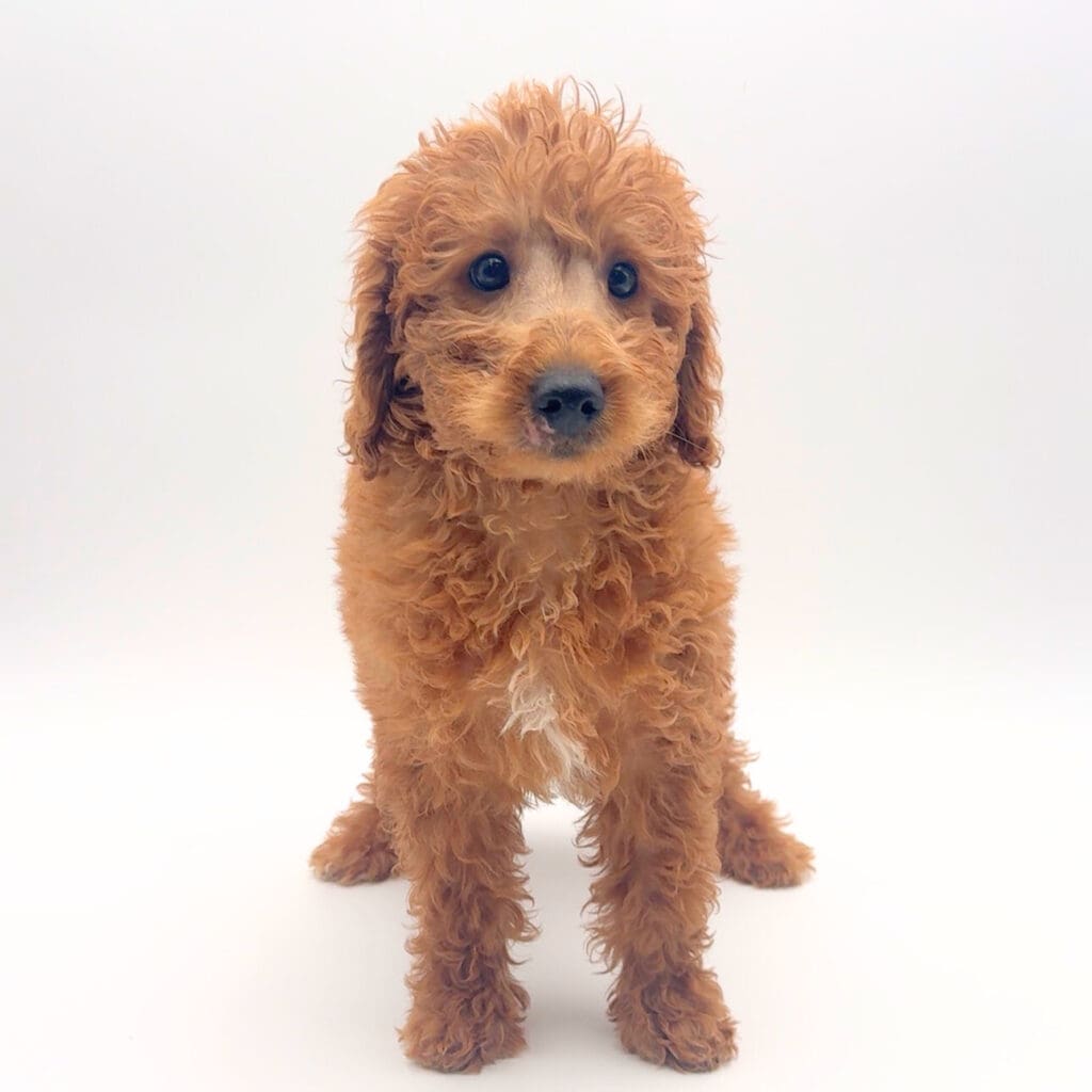 [#251888-05]  - Dark Red F Goldendoodle Mini 2nd Gen Puppies For Sale