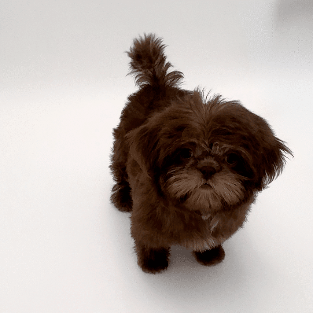 [#251823-01]  - Chocolate F Shih Tzu Puppies For Sale
